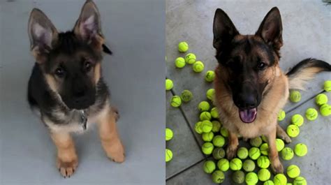 Girl Asks For Puppy Transformation Pictures Wins The Internet The