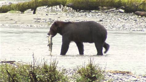 Whales And Bears Vacation Planning Vancouver Island North Youtube