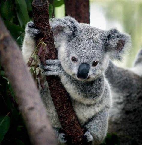 Les Meilleures Photos Et Vidéos De Bébé Koala Archzinefr Детеныши