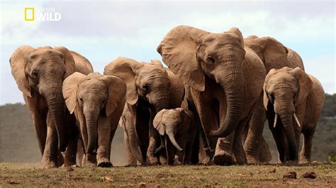 Life Of Elephants National Geographic Documentary Hd 2017 Youtube