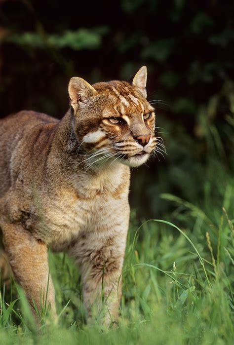Asian Golden Cat Facts Porn Pictures