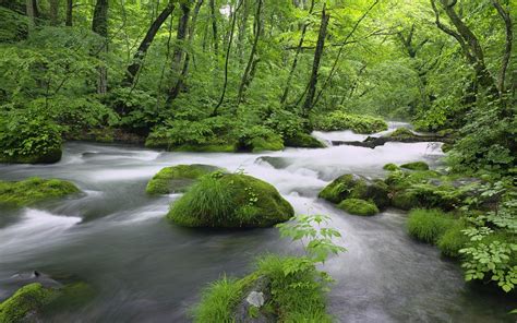 Nature Water River Forest Wallpapers Hd Desktop And Mobile Backgrounds