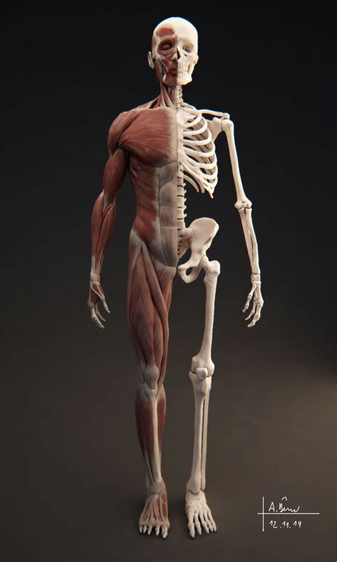 Human bones and muscles 3d model. Male Muscular System 3D Model OBJ TGA | CGTrader.com