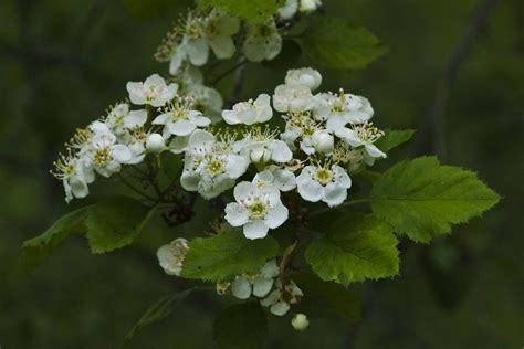 Crataegus Mollis Downy Hawthorn Rosaceae Harms Woods Flickr