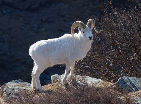 Alaskas Wild Ovid Dalls Sheep National Geographic Blog