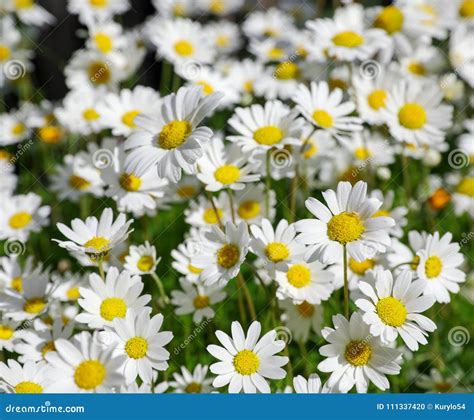 Daisy Flowers On The Spring Meadow Stock Photo Image Of Floral