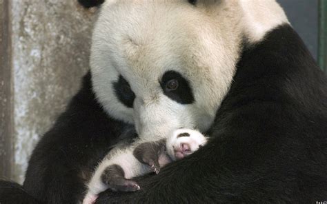 Baby Panda Bear Wallpaper 57 Images