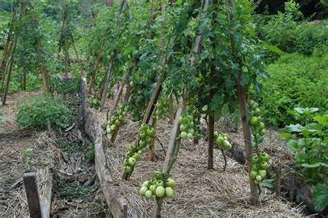 How To Stake Tomatoes Wild Abundance