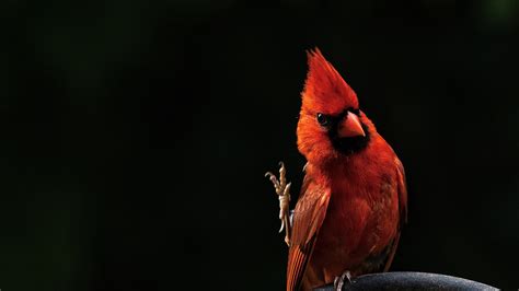 Red Northern Cardinal Bird Hd Photo Hd Wallpapers