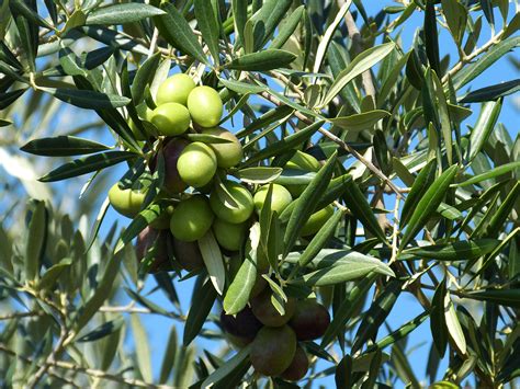 Free Images Tree Branch Fruit Flower Food Mediterranean Produce