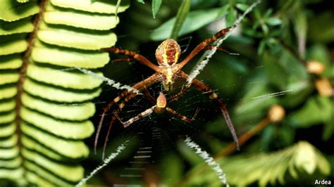 Spider Sex Liaisons Dangereuses Babbage The Economist