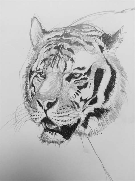 Tigre Dibujo Lapiz