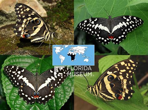 Id Guide Yellow Butterflies Exhibits