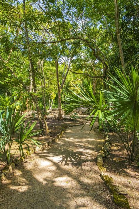 Tropical Jungle Plants Trees Walking Trails Muyil Mayan Ruins Mexico