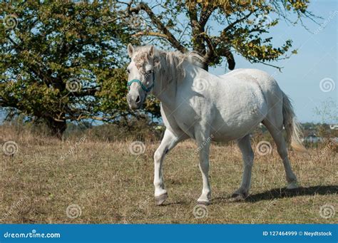 White Horse Grazing In A Meadow Stock Image Image Of Farm Grazing
