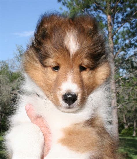 Buckeye puppies makes it easy to find healthy puppies from reputable dog breeders across pennsylvania, ohio, and more. The gallery for --> Miniature Sheltie Puppies