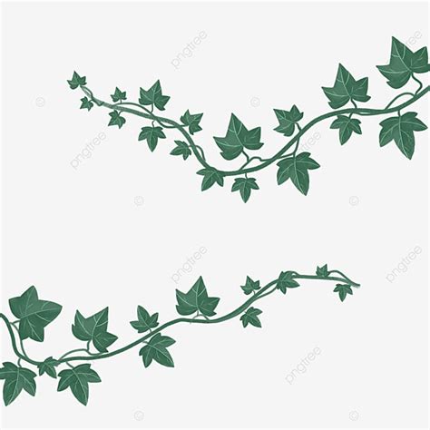 Green Ivy White Transparent Green Ivy Clip Art Ivy Clipart Green Leaf PNG Image For Free