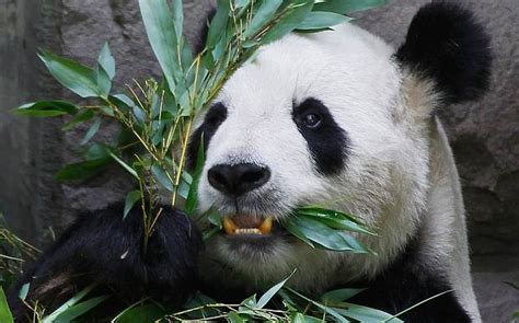 Hidden Cameras Capture Wild Pandas In China Eating Meat And Fighting