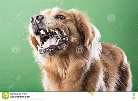 Aggressive Barking Dog Stock Image Image Of Mouth