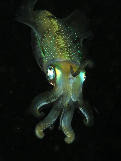Cephalopod Wikipedia