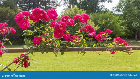 Pink Climbing Rose Growing Along A Fence Stock Image Image Of