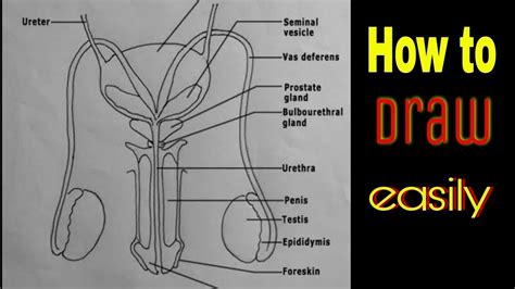 Male Reproductive System Diagram Labeled Pictures Reproductive