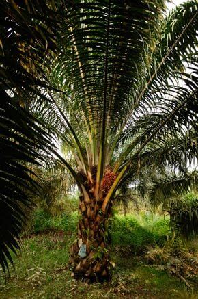 599 670 просмотров 599 тыс. Palm oil in the food supply: Setting the record straight