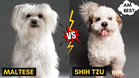 Maltese Vs Shih Tzu Differences Between Two Small Dog Breeds Small