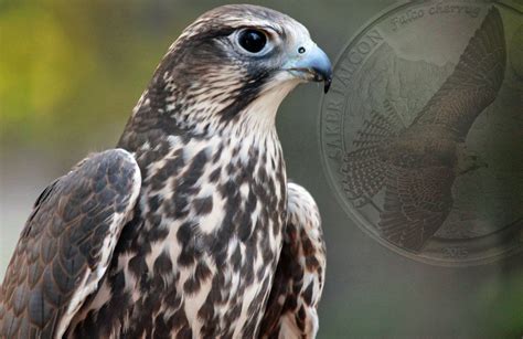 Latest Mongolian Coin From Numiscollect Features The Striking Saker