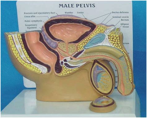 Buy Male Genital Urinary System Model Human Anatomical Male Genital