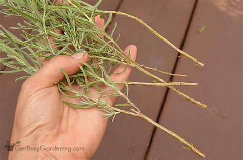 January 13, 2021 0 comments on how to grow lavender from cuttings. How To Propagate Lavender Plants From Cuttings - Get Busy ...
