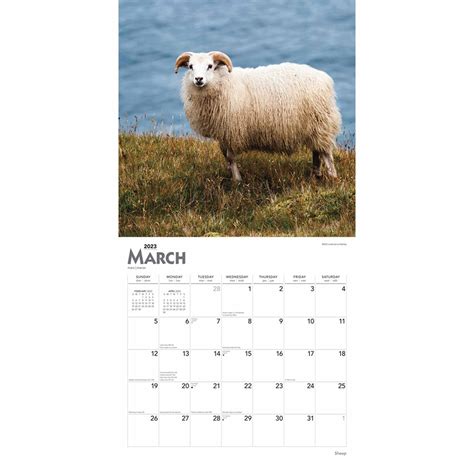 Sheep Calendar 2023