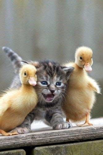 Cute Kitten Standing Between The Two Ducklings Cute Animals Baby