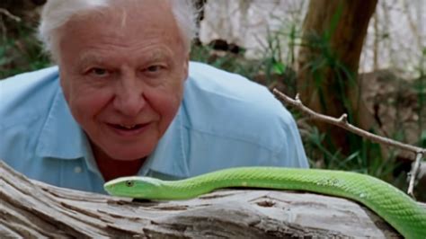 Watch A Trailer For David Attenboroughs New Climate Crisis Netflix Doc