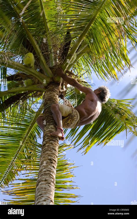 Coconut Tree Climb High Resolution Stock Photography And Images Alamy