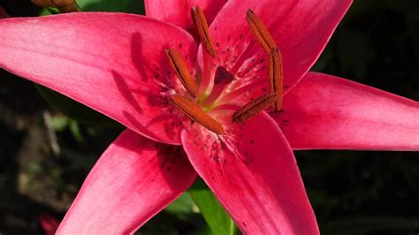 Bunga Bakung Merah Oriental Foto Gratis Di Pixabay Pixabay