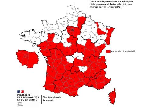 Chaleur Et Moustiques Les Cas De Dengue Explosent En France