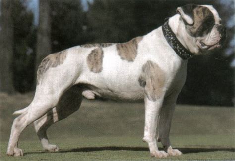American bulldog 2020 breed, temperament & personality. TheAmericanBulldogSuperInformationHighway