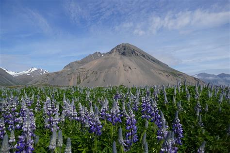 What You Need To Know About Lupine Flowers In Iceland