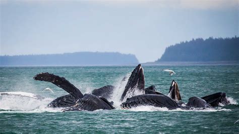 Where To Go Whale Watching In Alaska Book Alaska Excursions