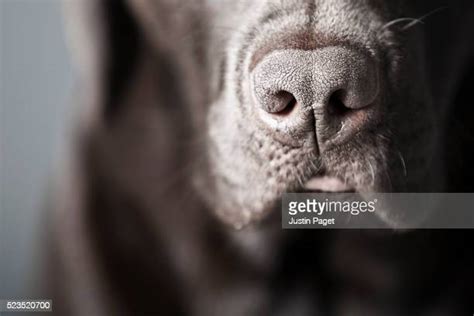 Dog With Human Mouth Photos And Premium High Res Pictures Getty Images