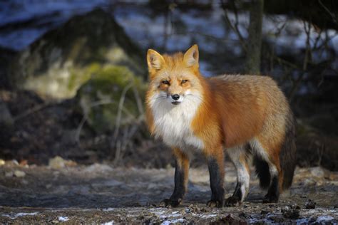 Surprising Facts About The Red Fox