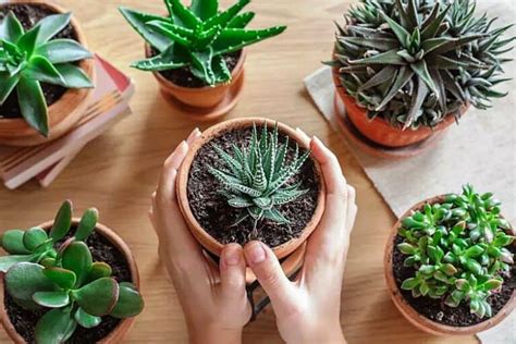 10 Indoor Succulent Plant Care Tips Global Gardening Secrets