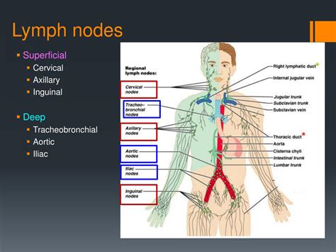 Ppt The Lymphatic Syste M Powerpoint Presentation Free Download Id