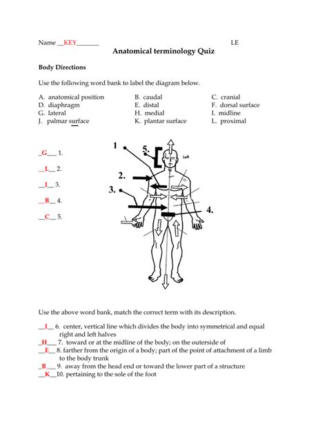 Https://tommynaija.com/worksheet/anatomy Terminology And The Body Plan Worksheet Answers