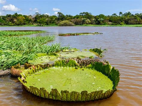 Visiting The Amazon Rainforest In Brazil On The Go Tours