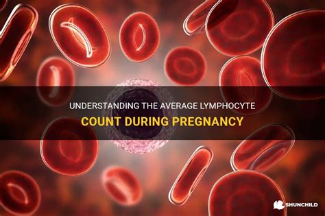 Understanding The Average Lymphocyte Count During Pregnancy Shunchild