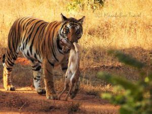Bandhavgarh National Park Spotting Spotty In Madhya Pradesh India