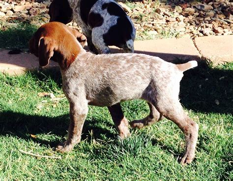 german shorthaired pointer pups small game upland bird  waterfowl hunting