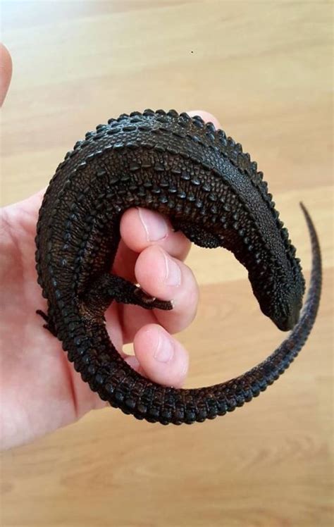 Earless Monitor Lizards Facts And Pictures